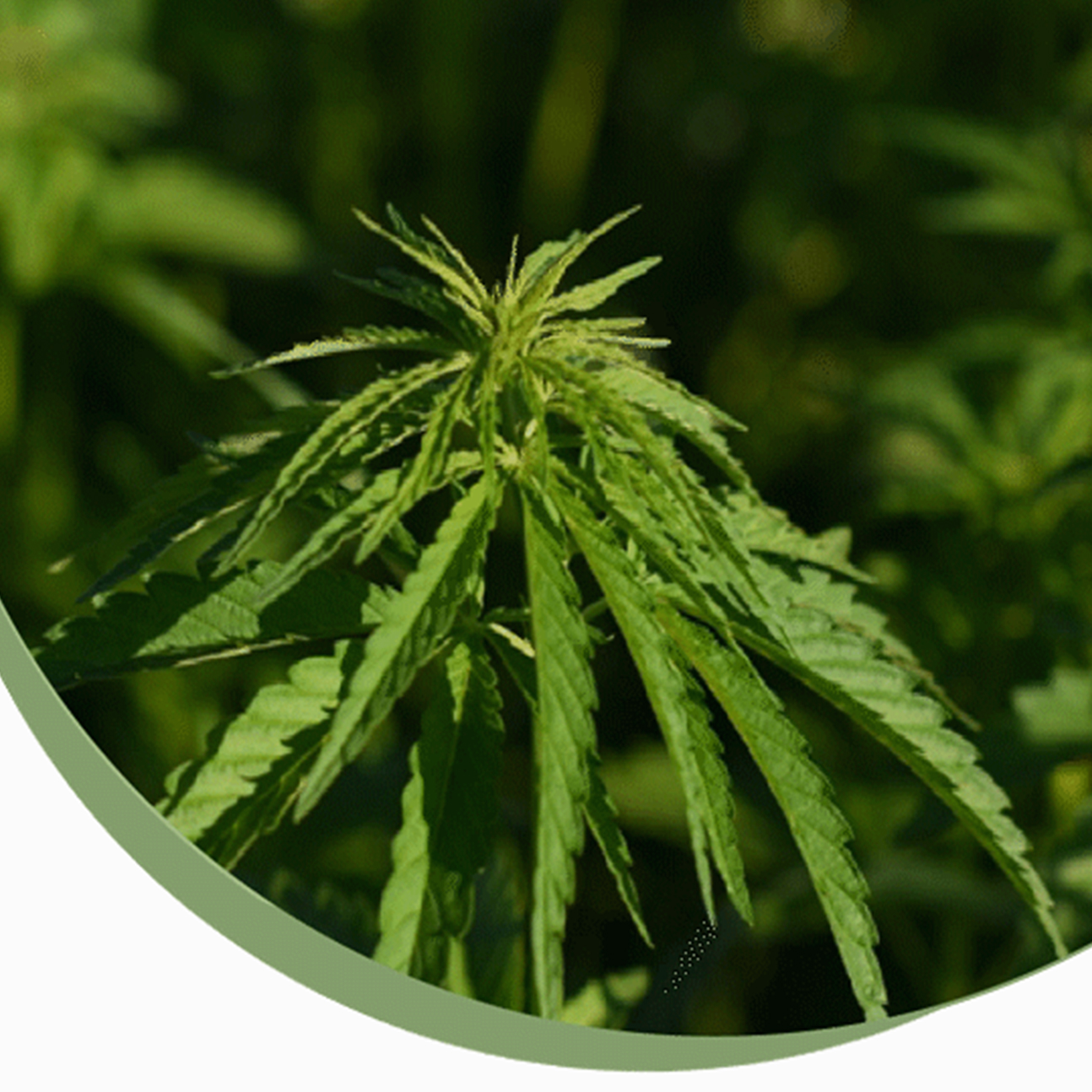 CHR - Canadian Hemp Ranch